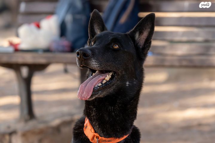 תמונת מודעה - חיות מחמד