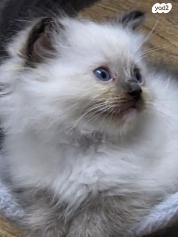 תמונת מודעה - חיות מחמד