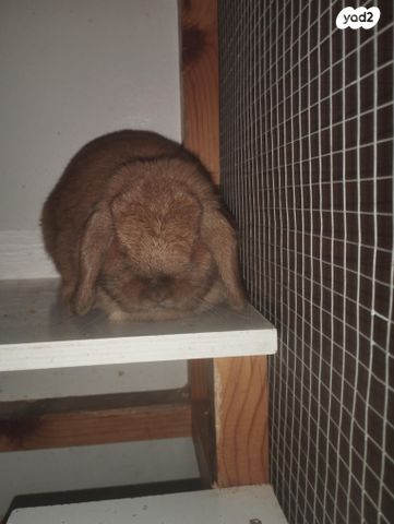 תמונת מודעה - חיות מחמד