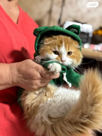 תמונת מודעה - חיות מחמד