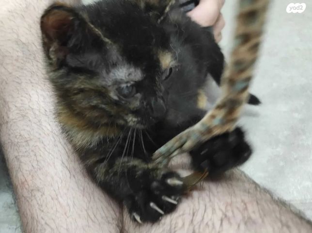 תמונת מודעה - חיות מחמד