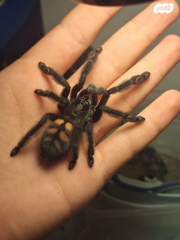 תמונת מודעה - חיות מחמד