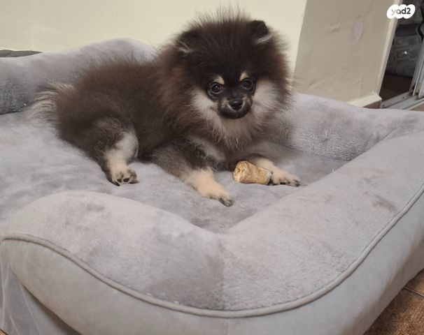 תמונת מודעה - חיות מחמד