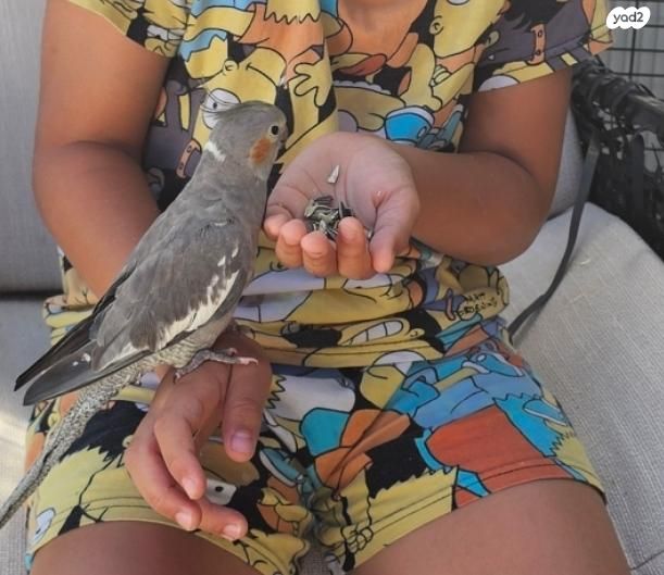 תמונת מודעה - חיות מחמד