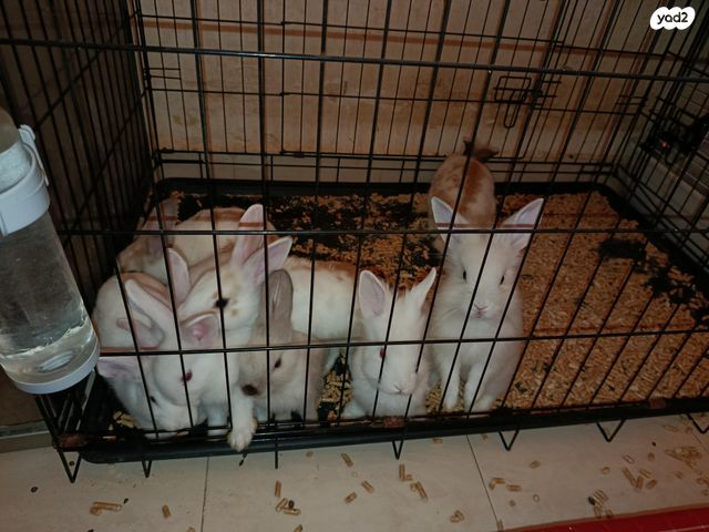 תמונת מודעה - חיות מחמד