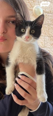 תמונת מודעה - חיות מחמד