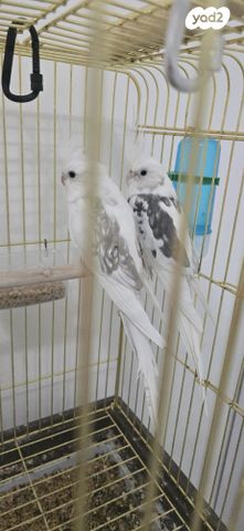 תמונת מודעה - חיות מחמד