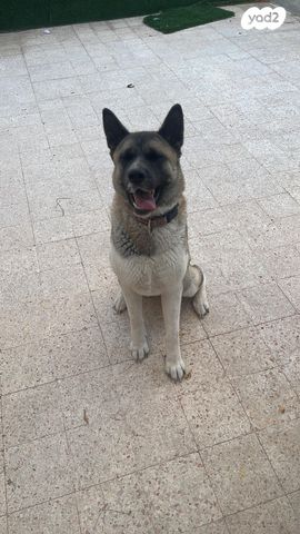 תמונת מודעה - חיות מחמד