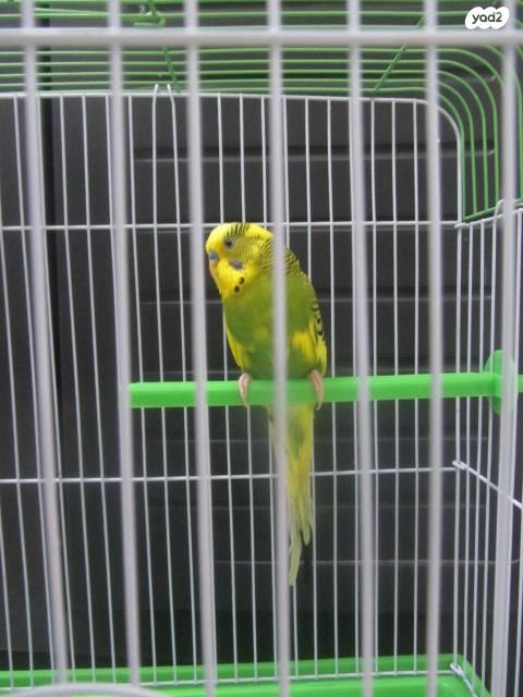 תמונת מודעה - חיות מחמד