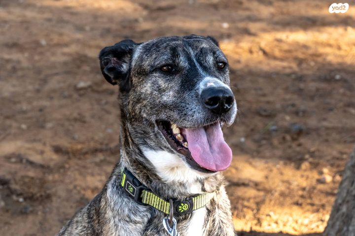 תמונת מודעה - חיות מחמד