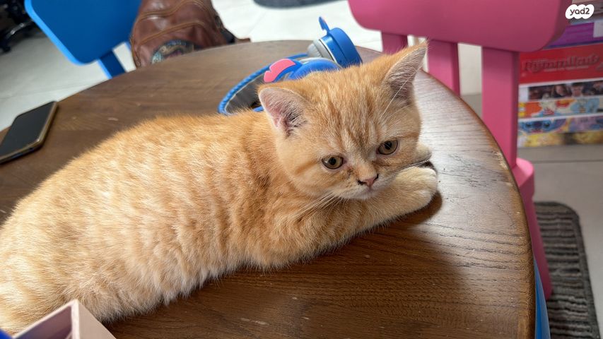 תמונת מודעה - חיות מחמד