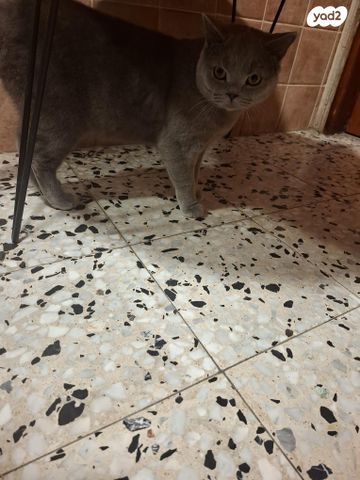 תמונת מודעה - חיות מחמד