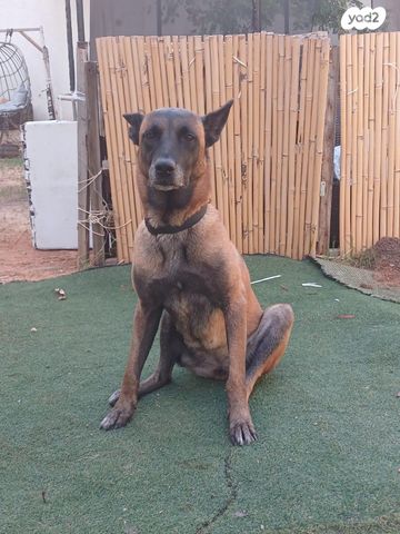 תמונת מודעה - חיות מחמד