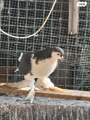 תמונת מודעה - חיות מחמד