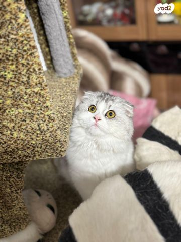 תמונת מודעה - חיות מחמד