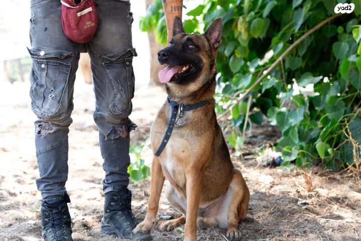 תמונת מודעה - חיות מחמד