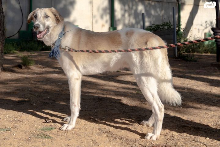 תמונת מודעה - חיות מחמד