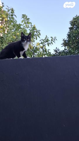 תמונת מודעה - חיות מחמד