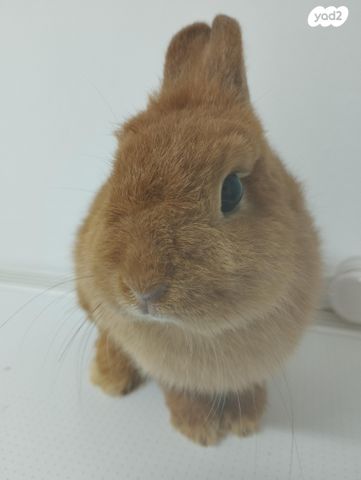 תמונת מודעה - חיות מחמד