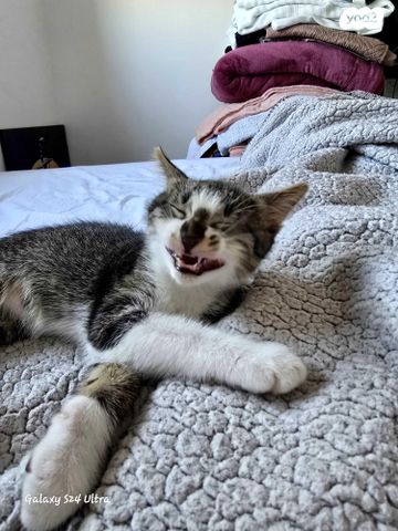 תמונת מודעה - חיות מחמד