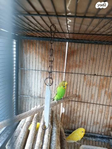 תמונת מודעה - חיות מחמד