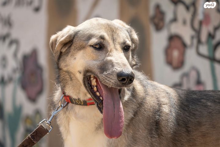 תמונת מודעה - חיות מחמד