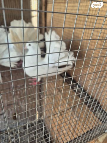 תמונת מודעה - חיות מחמד