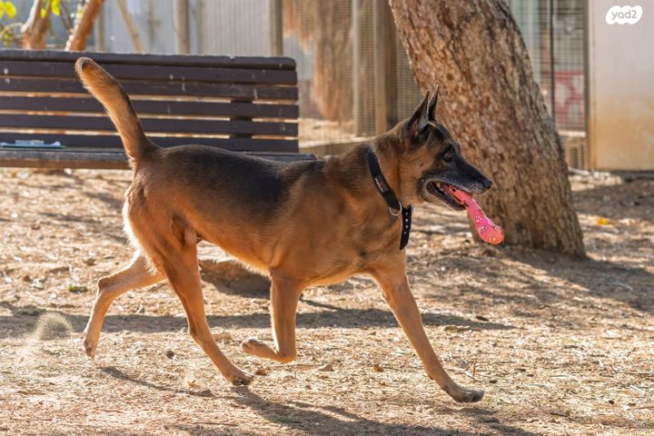 כלב רועה גרמני