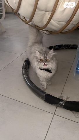 תמונת מודעה - חיות מחמד