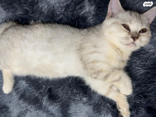 תמונת מודעה - חיות מחמד