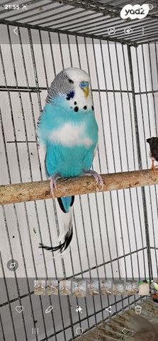 תמונת מודעה - חיות מחמד