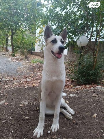 תמונת מודעה - חיות מחמד