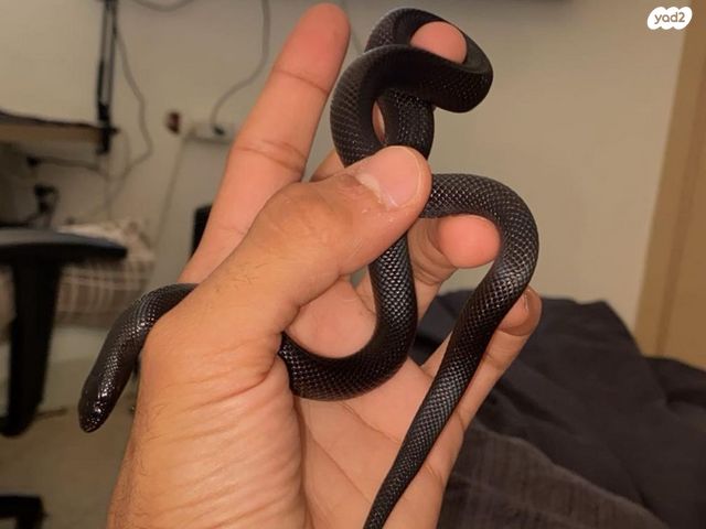 תמונת מודעה - חיות מחמד