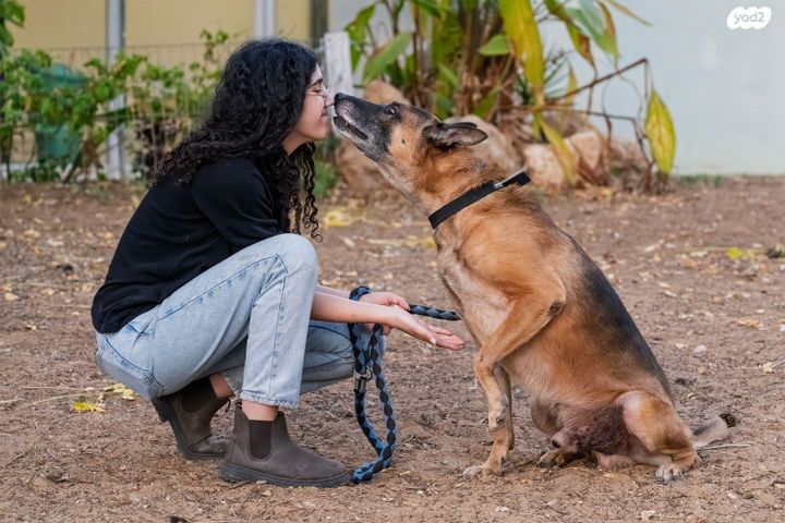 כלב רועה גרמני