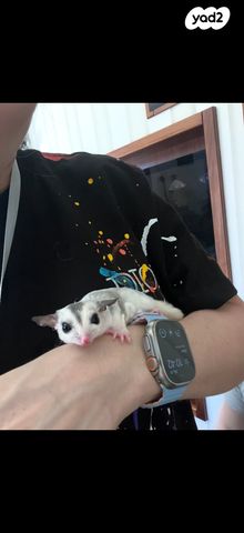 מכרסם סנאי מעופף \ שוגר