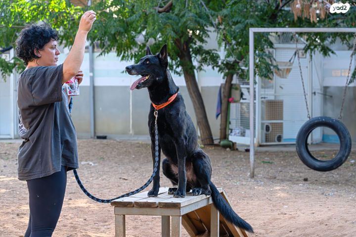 כלב רועה הולנדי