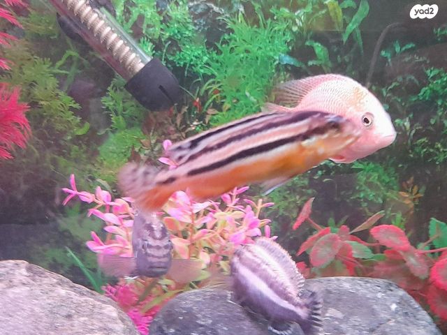 דג ציקלידים