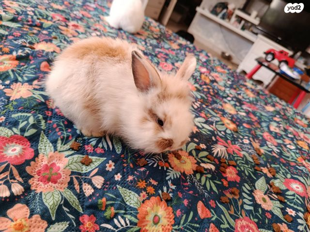 מכרסם ארנב ננסי