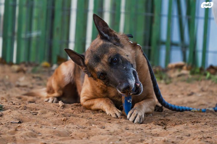 כלב רועה גרמני