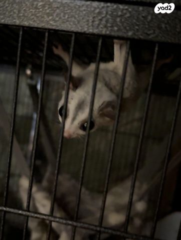 מכרסם סנאי מעופף \ שוגר