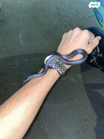 זוחל קינג סנייק