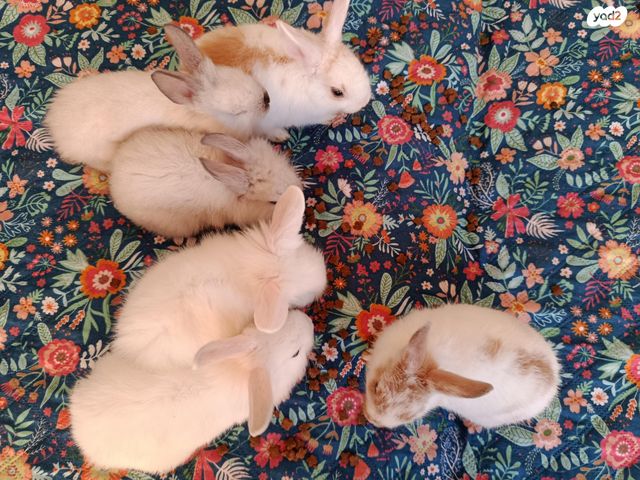 מכרסם ארנב ננסי