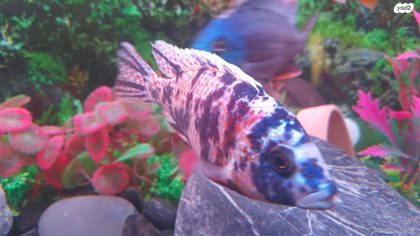 דג ציקלידים