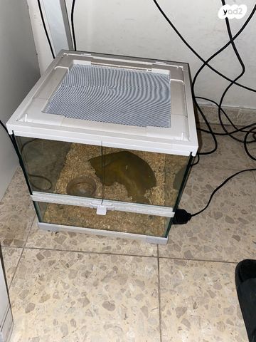 זוחל קינג סנייק