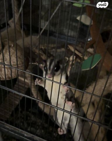 מכרסם סנאי מעופף \ שוגר