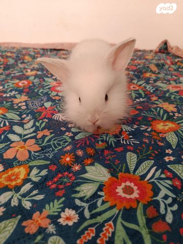 מכרסם ארנב ננסי