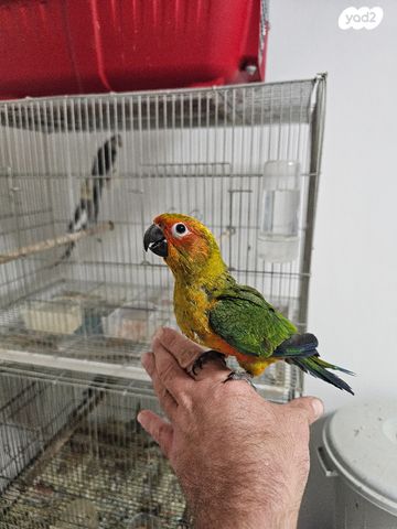 תוכי קאקריקים