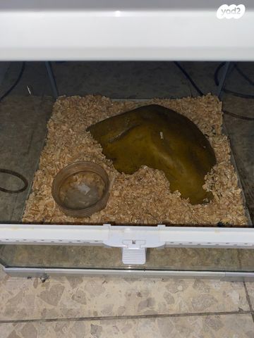 זוחל קינג סנייק