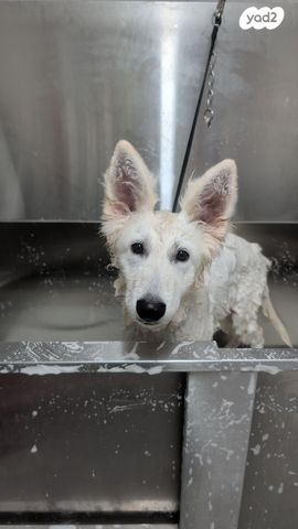 כלב רועה שוויצרי לבן