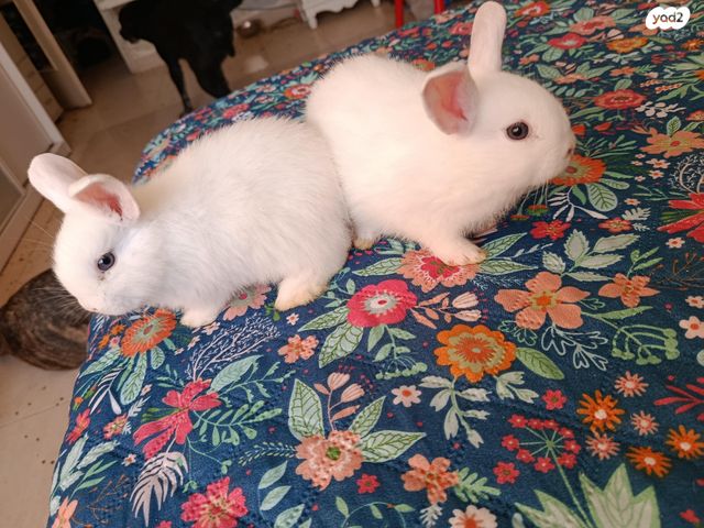 מכרסם ארנב ננסי